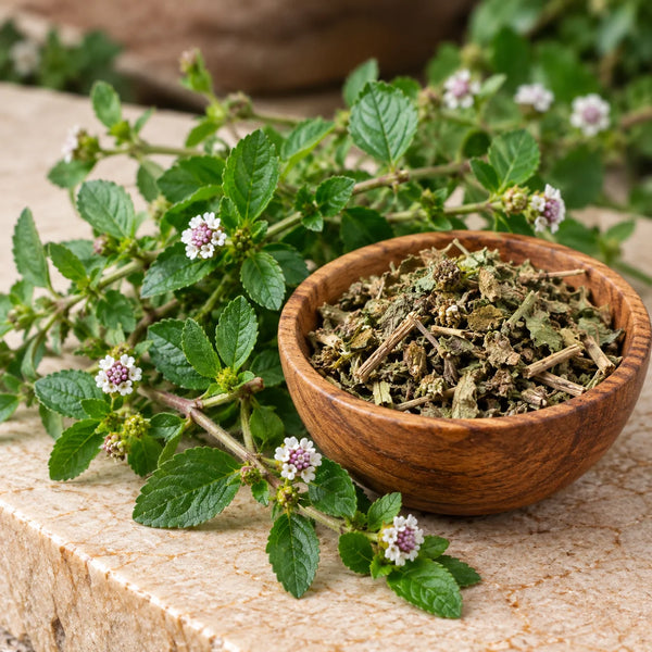 Lippia Nodiflora